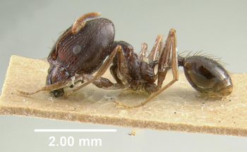 Media type: image;   Entomology 20645 Aspect: habitus lateral view